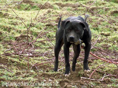 blackcat Dişi Amerikan Pitbull Terrier