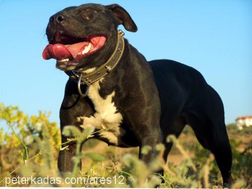 blackcat Dişi Amerikan Pitbull Terrier