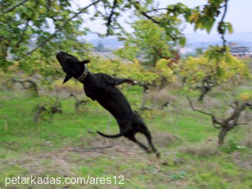 blackcat Dişi Amerikan Pitbull Terrier