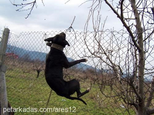 blackcat Dişi Amerikan Pitbull Terrier