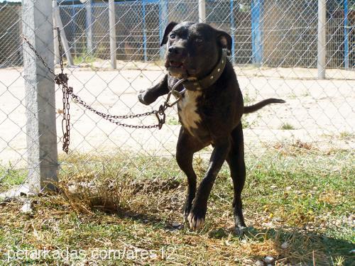 blackcat Dişi Amerikan Pitbull Terrier