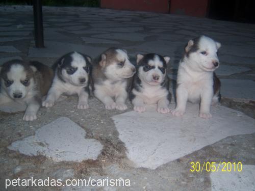 yavrular Erkek Sibirya Kurdu (Husky)