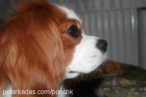 ponchİk Dişi Cavalier King Charles Spanieli