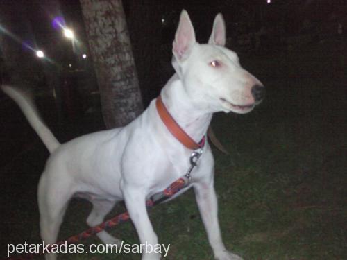 arş Dişi Bull Terrier