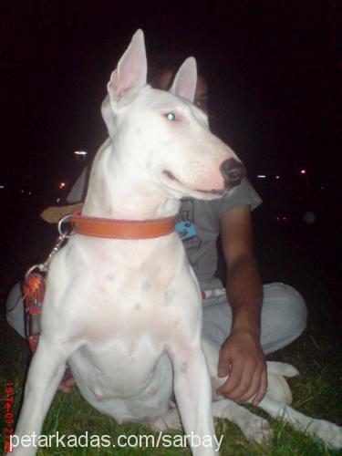 arş Dişi Bull Terrier