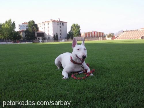 arş Dişi Bull Terrier