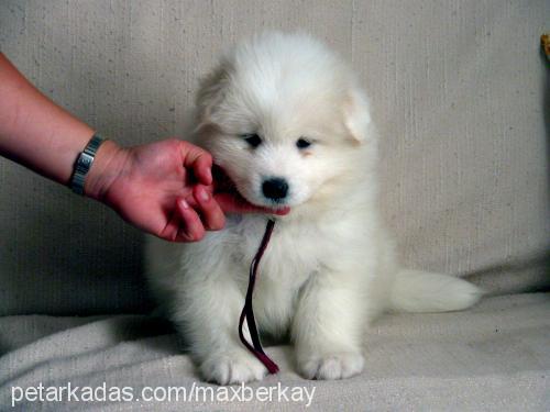 muffin Erkek Samoyed