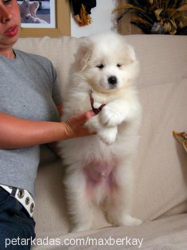 muffin Erkek Samoyed