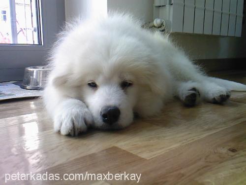 muffin Erkek Samoyed