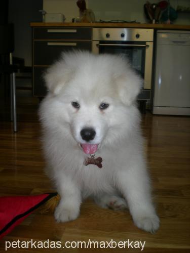 muffin Erkek Samoyed