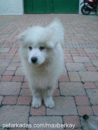 muffin Erkek Samoyed