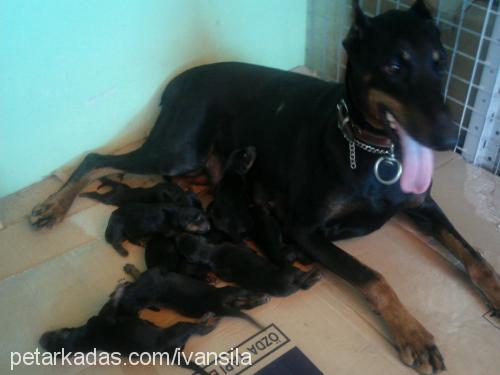 İvanveŞila Erkek Doberman Pinscher