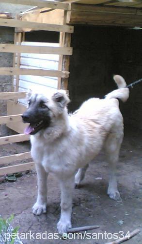 santos Erkek Kangal