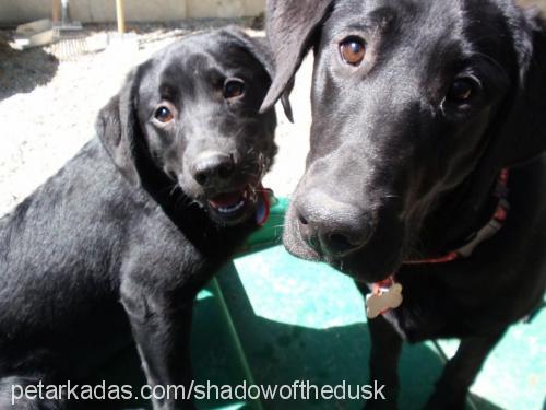 shadow Erkek Labrador Retriever