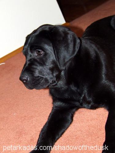 shadow Erkek Labrador Retriever