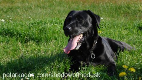 shadow Erkek Labrador Retriever