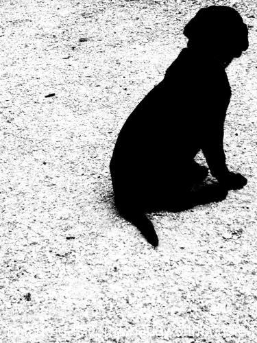 shadow Erkek Labrador Retriever