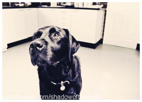 shadow Erkek Labrador Retriever