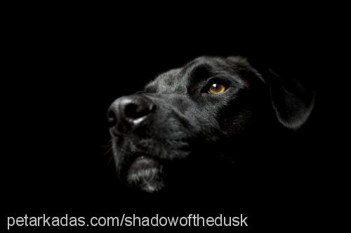 shadow Erkek Labrador Retriever