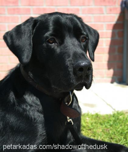 shadow Erkek Labrador Retriever