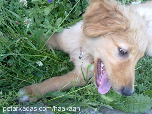 pufy Dişi Golden Retriever