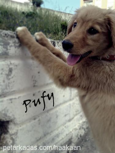 pufy Dişi Golden Retriever