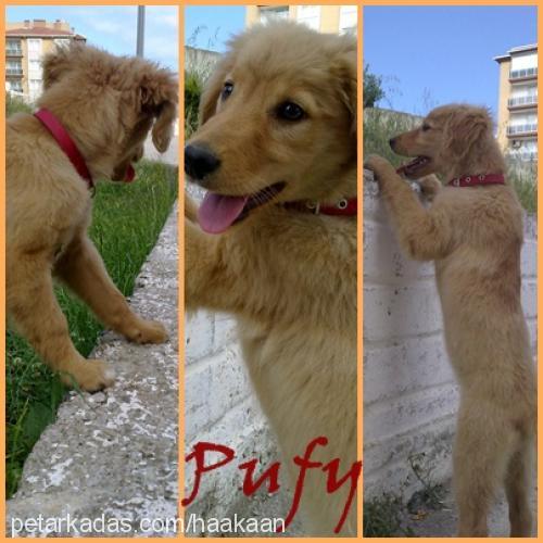 pufy Dişi Golden Retriever