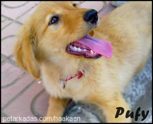 pufy Dişi Golden Retriever