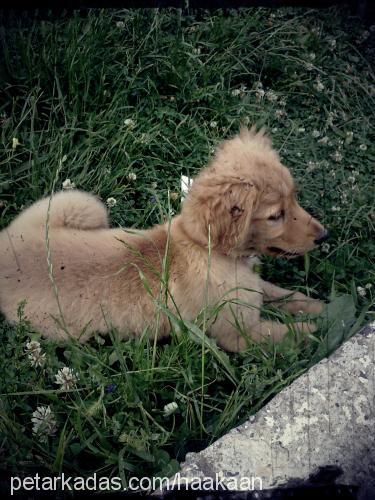 pufy Dişi Golden Retriever