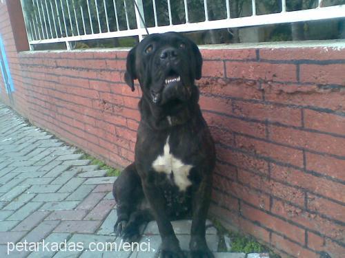 enci Dişi Mastiff