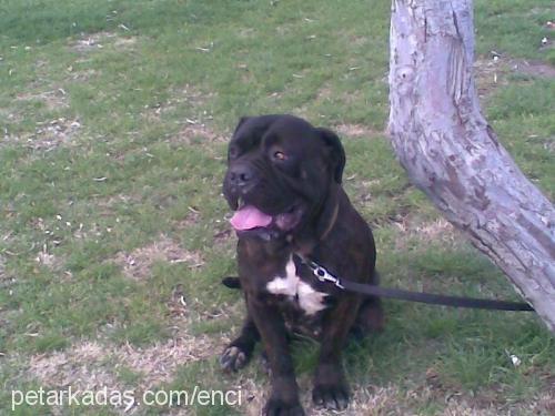 enci Dişi Mastiff