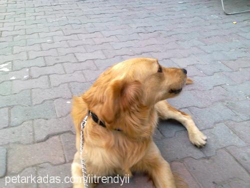 ares Erkek Golden Retriever