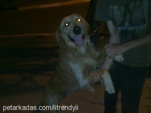 ares Erkek Golden Retriever