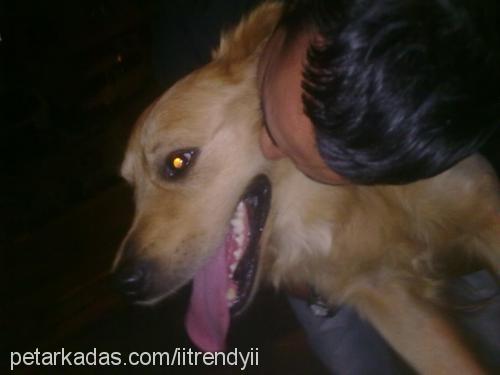 ares Erkek Golden Retriever