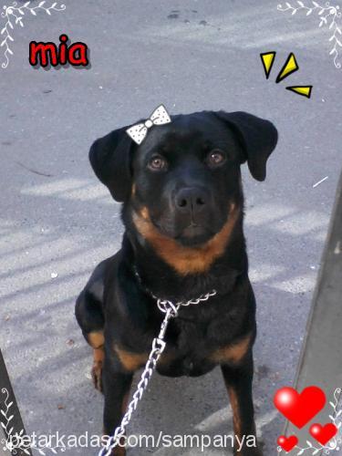 mia Dişi Rottweiler