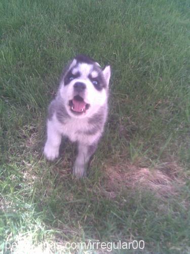 fener Erkek Sibirya Kurdu (Husky)