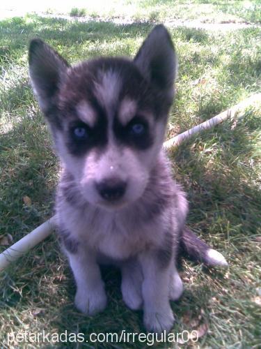 fener Erkek Sibirya Kurdu (Husky)