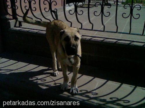 ares Erkek Kangal