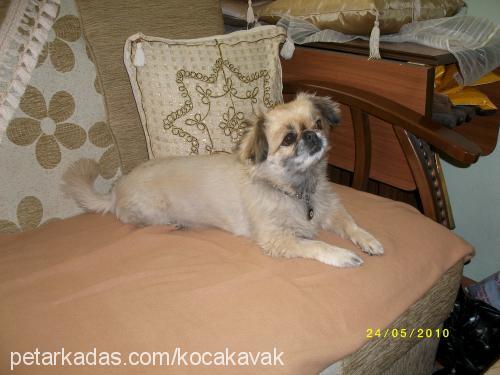 hatun Dişi Pekingese