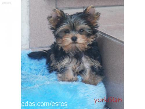 frenchkiss Erkek Yorkshire Terrier