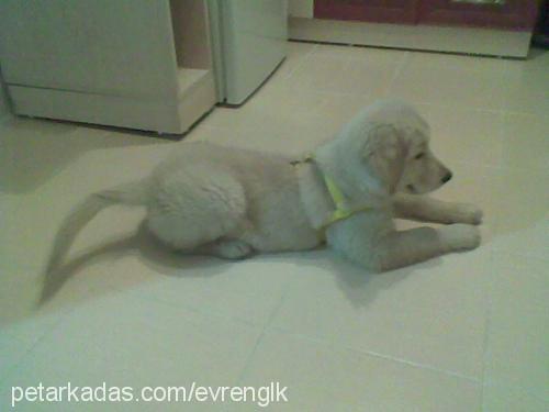 kÖpÜk Erkek Golden Retriever