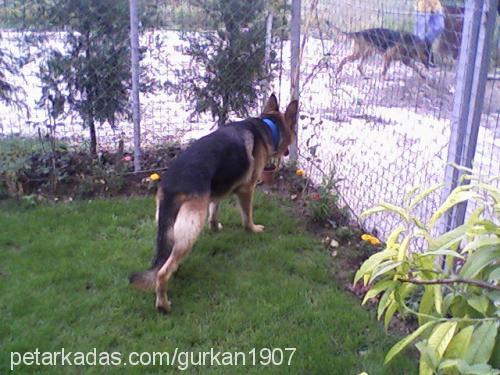 dost Erkek Alman Çoban Köpeği