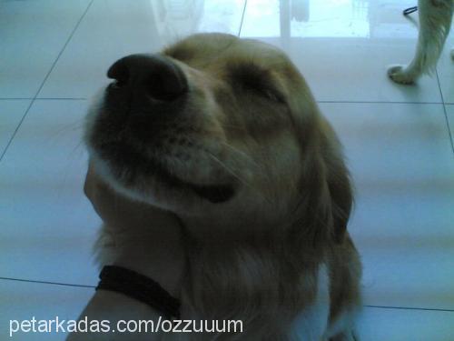 daisy Dişi Golden Retriever