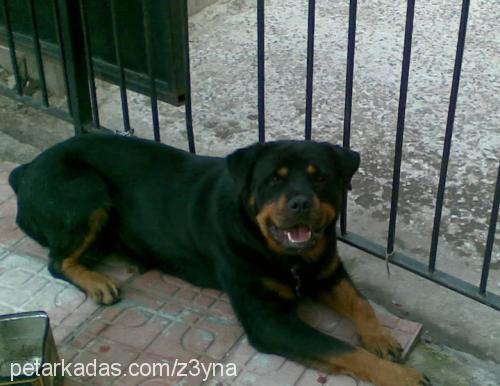 z3yna Dişi Rottweiler