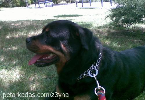 z3yna Dişi Rottweiler