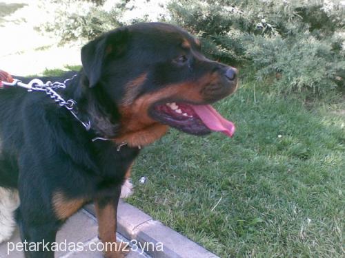 z3yna Dişi Rottweiler