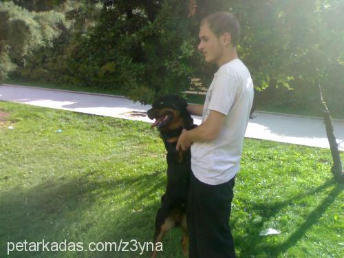 z3yna Dişi Rottweiler