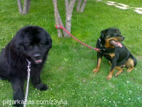 z3yna Dişi Rottweiler