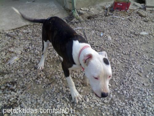 tİna Dişi Amerikan Staffordshire Terrier