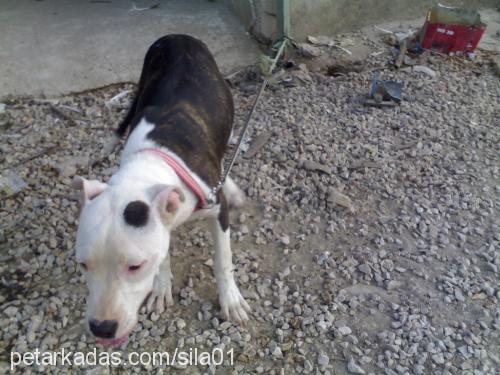 tİna Dişi Amerikan Staffordshire Terrier